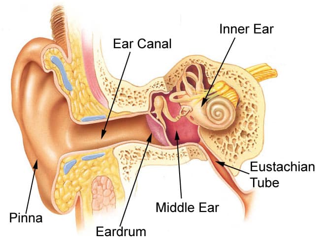 parts of the ear diagram